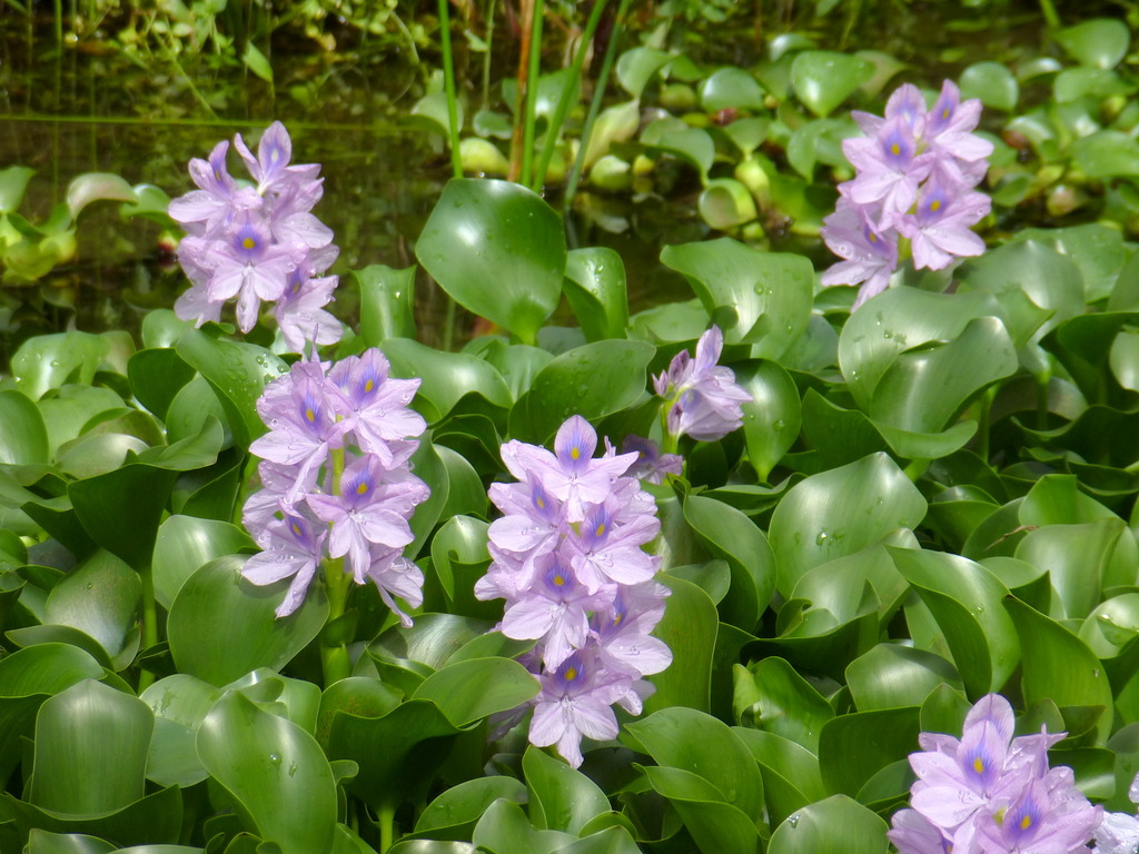 Eichhornia crassipes